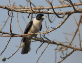Lafresnayes Vanga 