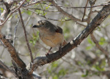 Red-shouldered Vanga 