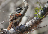 Red-shouldered Vanga