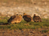 Madagascar Sandgrouse