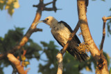 Sickle-billed Vanga