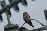 Northern Hawk-Owl