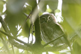 Pygmy Owl