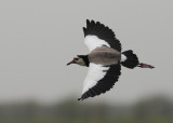 Long-toed Plover