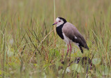 Long-toed Plover