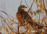 White-browed Coucal 