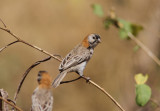 Speckle-fronted Weaver