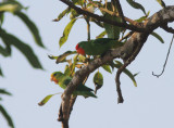 Red-faced Lovebird