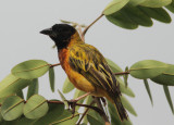 Black-headed (Yellow-backed) Weaver