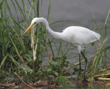 Great Egret 