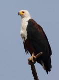 African Fish Eagle 