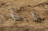 Water Thick-knee