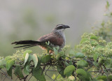 White-browed Coucal