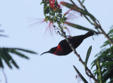 Scarlet-chested Sunbird 