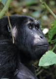 Mountain gorilla