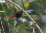 Black-bellied Seedcracker