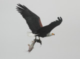 African Fish Eagle