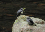 Cassins Grey Flycatcher