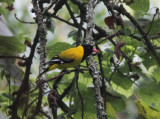Mountain Oriole