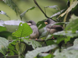 White-chinned Prinia