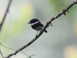 Ruwenzori Batis
