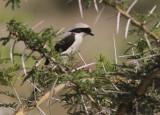 Grey-backed Fiscal