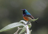 Variable Sunbird 