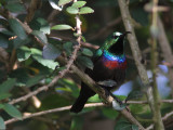 Marico Sunbird