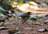 Forest Robin