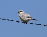 Steppe Grey Shrike