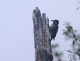 Three-toed Woodpecker 