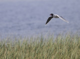 Little Gull