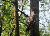 Great Grey Owl