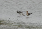 Black-winged Pratincole