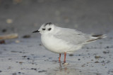 Little Gull