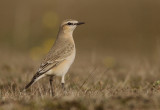 Isabelline Wheatear