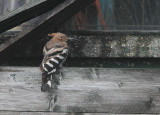 Hoopoe