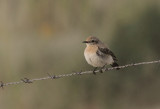 Desert Wheatear