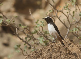 Arabian Wheatear