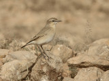 Isabelline Wheatear