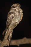 European Nightjar