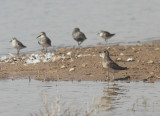 Collared Pratincole