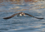 Sooty Gull