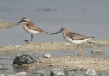 Terek Sandpiper