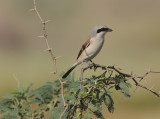 Red-backed Shrike