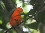 Guianan Cock-of-the-rock