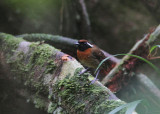 Chestnut-belted Gnateater