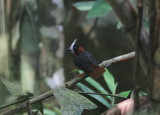 White-plumed Antbird