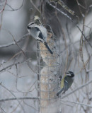 Azure and Blue Tit