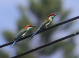 Rufous-crowned Bee-eater